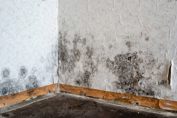 Certified Mold Removal in Harrisville, UT